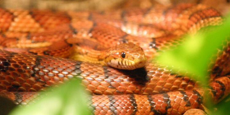 Quel est le mâle de la girafe ?