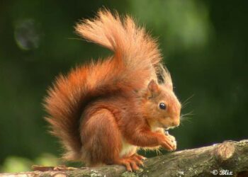 Quel est le mâle de la girafe ?