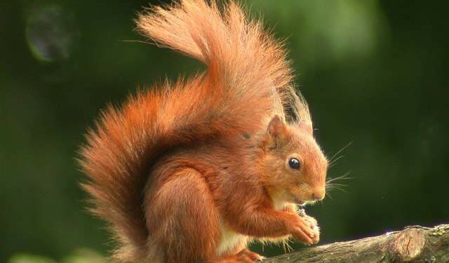 Quel est le mâle de la girafe ?