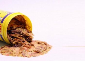 Quel est le meilleur aliment pour poisson rouge ?