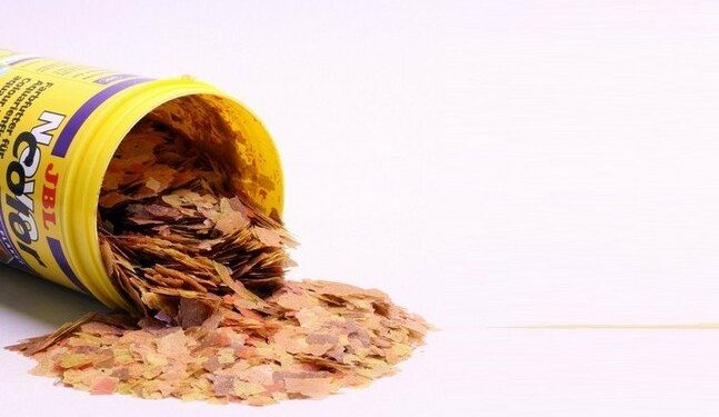 Quel est le meilleur aliment pour poisson rouge ?