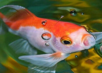 Quel est le meilleur ami du Poisson ?