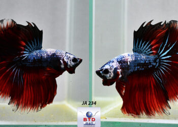 Quel est le meilleur aquarium pour un combattant ?