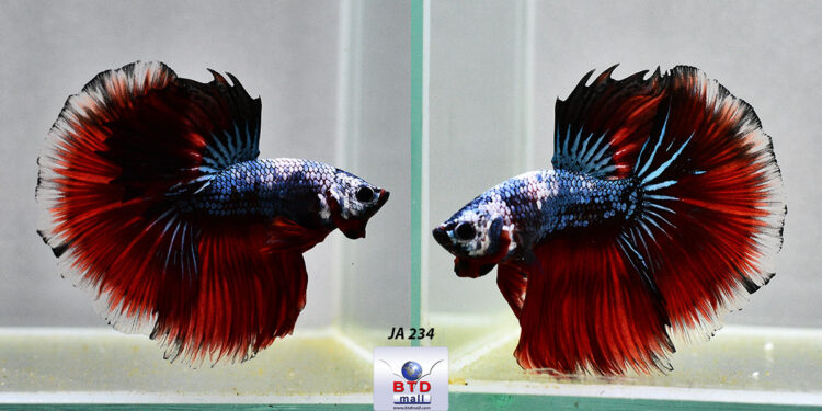 Quel est le meilleur aquarium pour un combattant ?