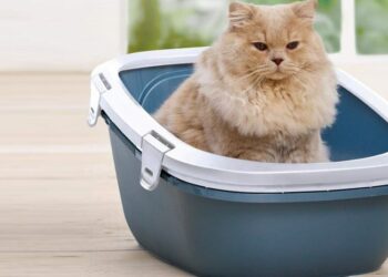 Quel est le meilleur bac à litière ?