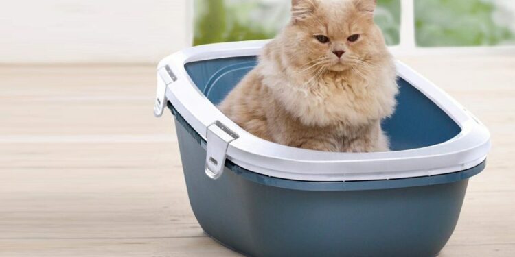 Quel est le meilleur bac à litière ?