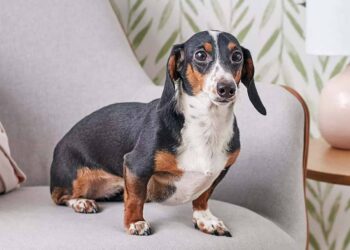 Quel est le meilleur chien de compagnie ?