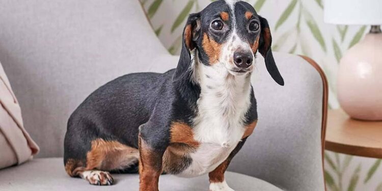 Quel est le meilleur chien de compagnie ?