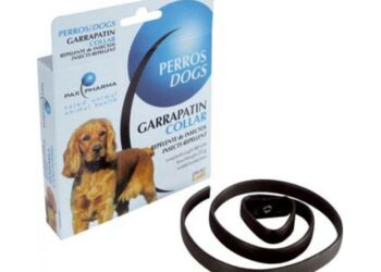 Quel est le meilleur collier anti puce pour chien ?