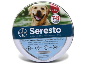 Quel est le meilleur collier anti puce pour chien ?