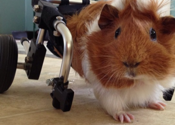 Quel est le meilleur compagnon pour un chat ?