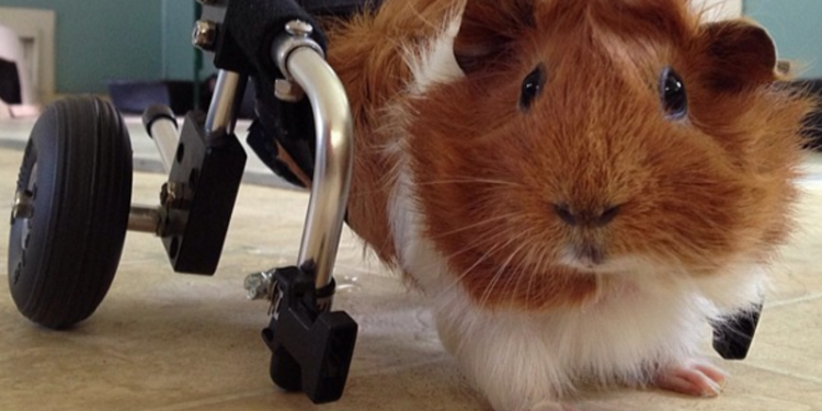 Quel est le meilleur compagnon pour un chat ?