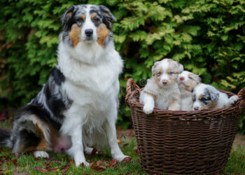 Quel est le meilleur couchage pour un chien ?