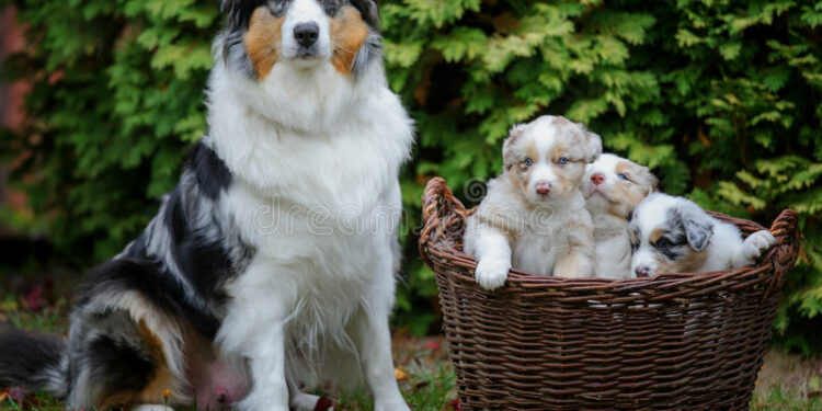 Quel est le meilleur couchage pour un chien ?