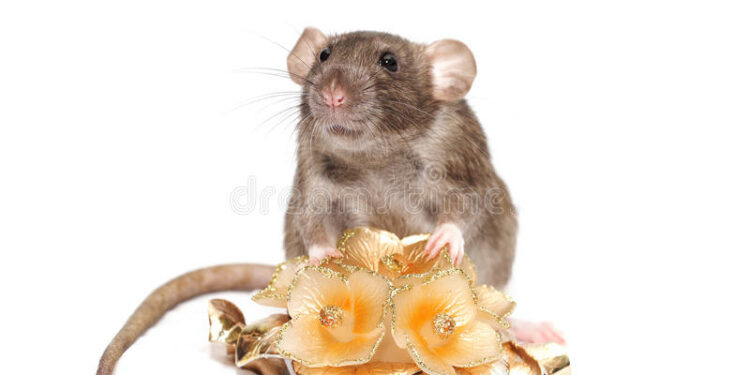 Quel est le meilleur destructeur d'odeur ?