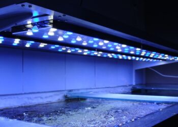 Quel est le meilleur éclairage pour un aquarium ?