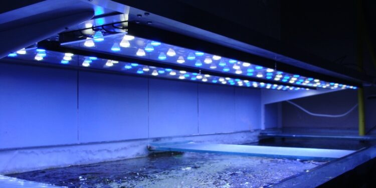 Quel est le meilleur éclairage pour un aquarium ?