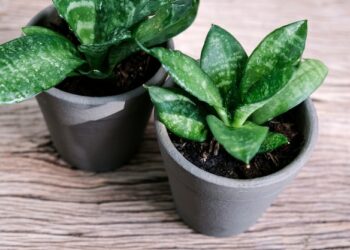 Quel est le meilleur endroit pour placer une sansevieria ?