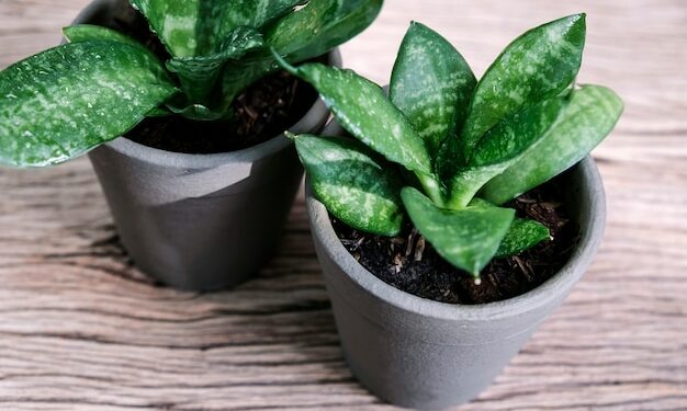 Quel est le meilleur endroit pour placer une sansevieria ?