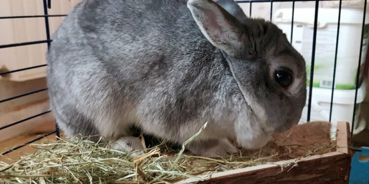 Quel est le meilleur foin ?