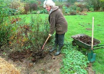 Quel est le meilleur fumier pour les tomates ?