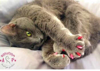 Quel est le meilleur griffoir pour chat ?