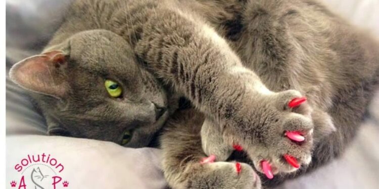 Quel est le meilleur griffoir pour chat ?