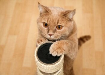 Quel est le meilleur griffoir pour chat ?