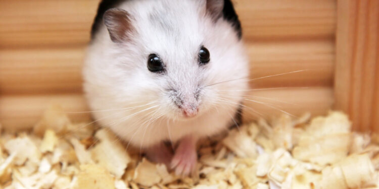 Quel est le meilleur hamster pour les enfants ?