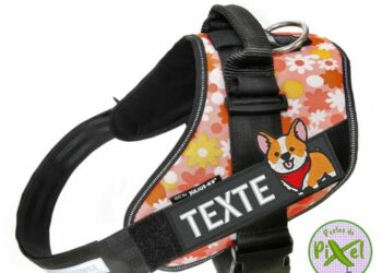 Quel est le meilleur harnais anti traction ?