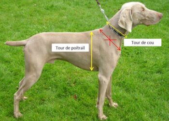 Quel est le meilleur harnais anti traction ?