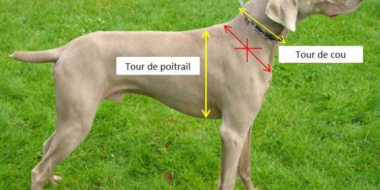 Quel est le meilleur harnais anti traction ?