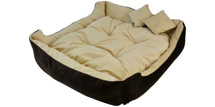 Quel est le meilleur lit pour un chien ?