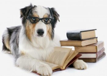 Quel est le meilleur livre pour éduquer son chien ?