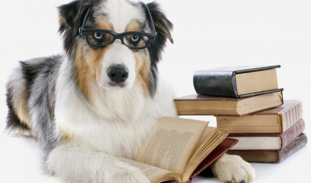 Quel est le meilleur livre pour éduquer son chien ?