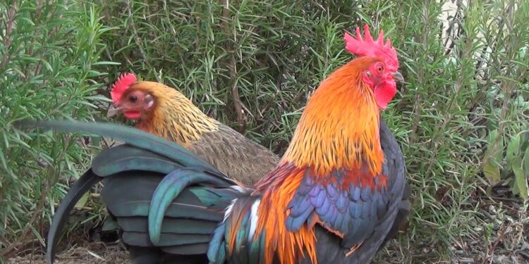 Quel est le meilleur moment pour acheter des poules ?