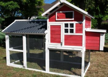 Quel est le meilleur moment pour acheter des poules ?