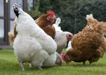 Quel est le meilleur moment pour acheter des poules ?