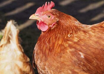 Quel est le meilleur moment pour acheter des poules ?