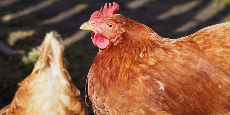 Quel est le meilleur moment pour acheter des poules ?