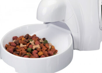 Quel est le meilleur moment pour donner à manger à son chien ?