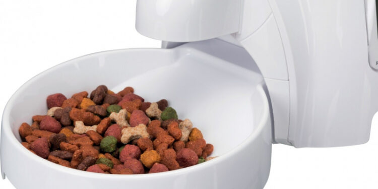 Quel est le meilleur moment pour donner à manger à son chien ?