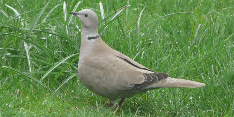 Quel est le meilleur oiseau de compagnie ?