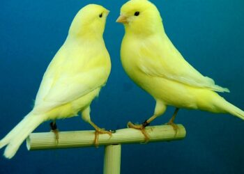 Quel est le meilleur oiseau de compagnie ?