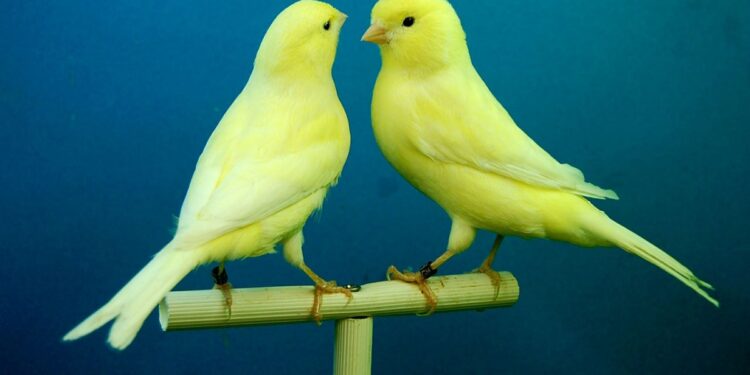 Quel est le meilleur oiseau de compagnie ?