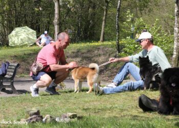 Quel est le meilleur parc à chiot ?