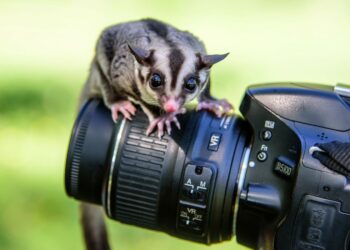 Quel est le meilleur piège photographique ?
