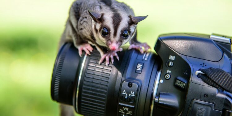 Quel est le meilleur piège photographique ?