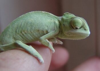 Quel est le meilleur reptile de compagnie ?