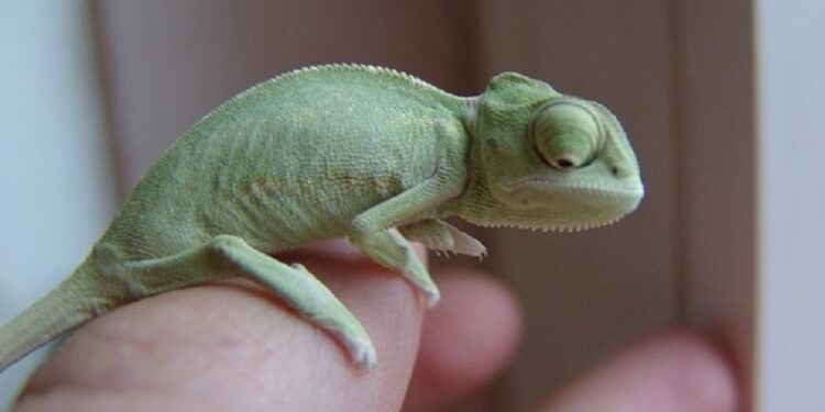 Quel est le meilleur reptile de compagnie ?